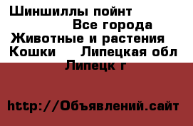 Шиншиллы пойнт ns1133,ny1133. - Все города Животные и растения » Кошки   . Липецкая обл.,Липецк г.